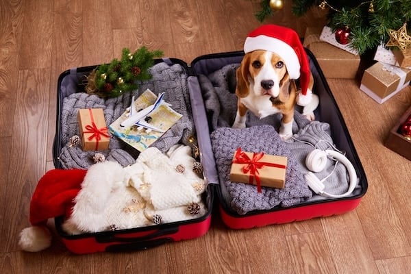 A beagle dog in a Santa Claus hat in a suitcase with clothes and gifts