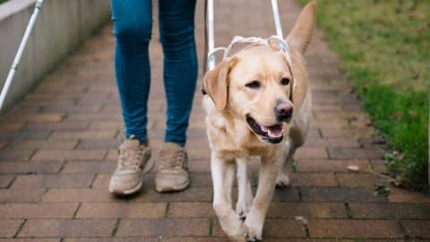 service dog, a yellow Lab, walks alongside its pet parent with a harness
