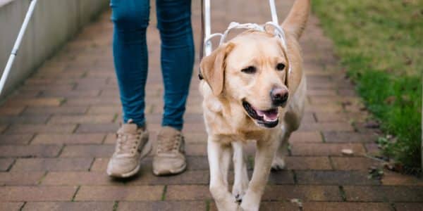 service dog, a yellow Lab, walks alongside its pet parent with a harness