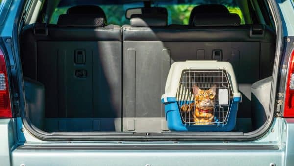 Carrier with cat in the open trunk of a car