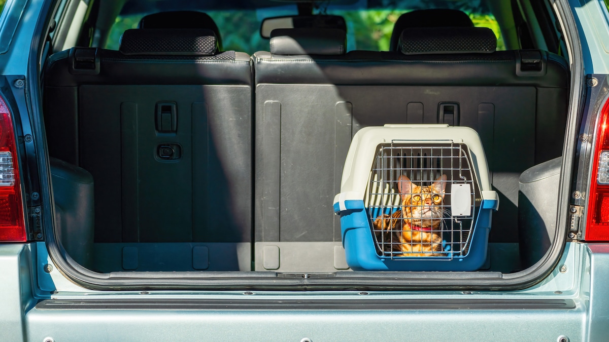 How To Get a Cat into a Carrier, According to Experts