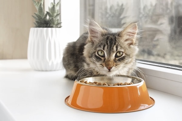 Cat on windowsill in front of food bowl