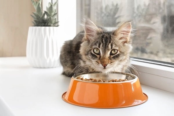 Cat leaning over food bowl on window sill