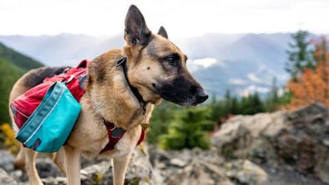 Portrait of German Shepherd dog wearing red backpack standing on top of mountain