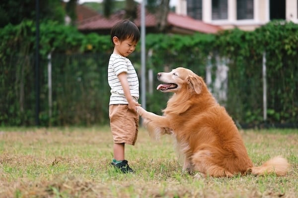 Golden Retriever and boy shake hands in park
