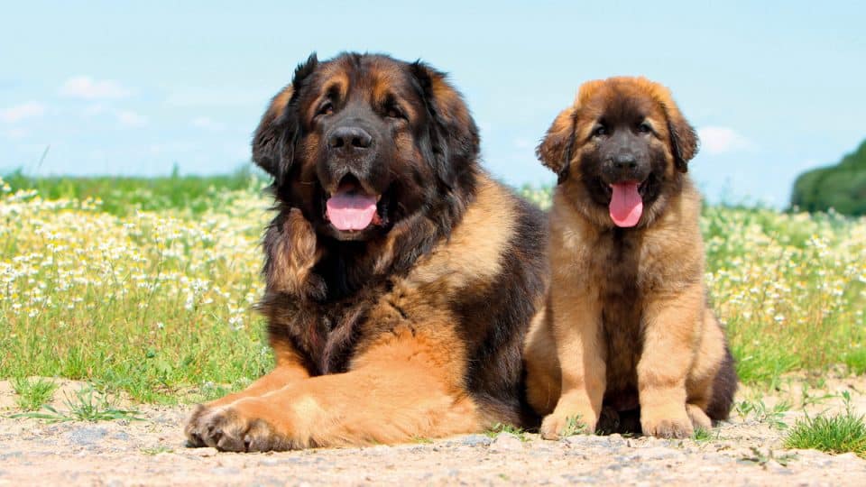 Two Leonbergers sitting outside
