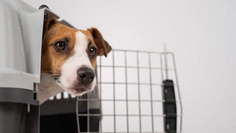 Dog peeking out of open plastic carrier