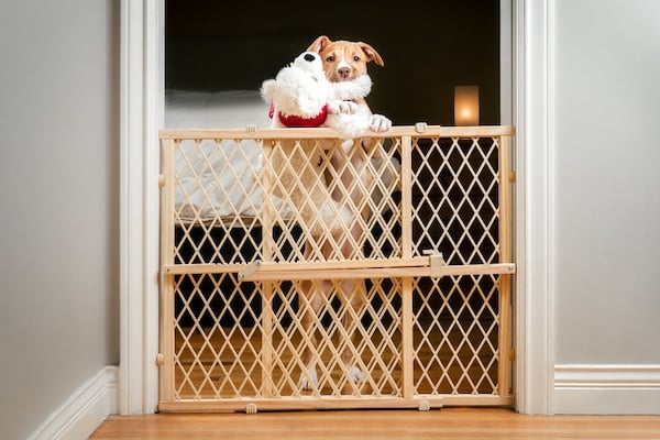 Dog with stuffed animal standing at baby gate