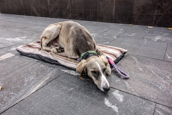 Dog laying on mat outdoors