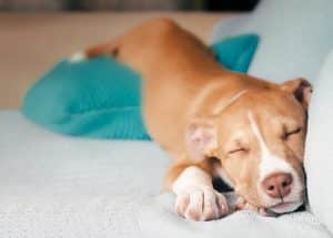 Boxer puppy sleeps stretched out on sofa