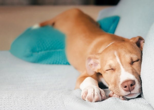 Chiot mignon qui dort dans une drôle de position sur le canapé. Vue de face d'un chiot très détendu 