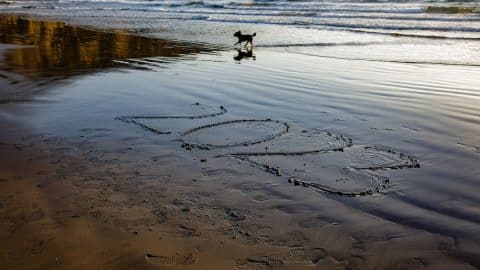 a dog runs along a beach with the year 2023 written in the sand