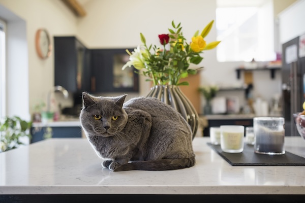Cat sitting on counter by flowers