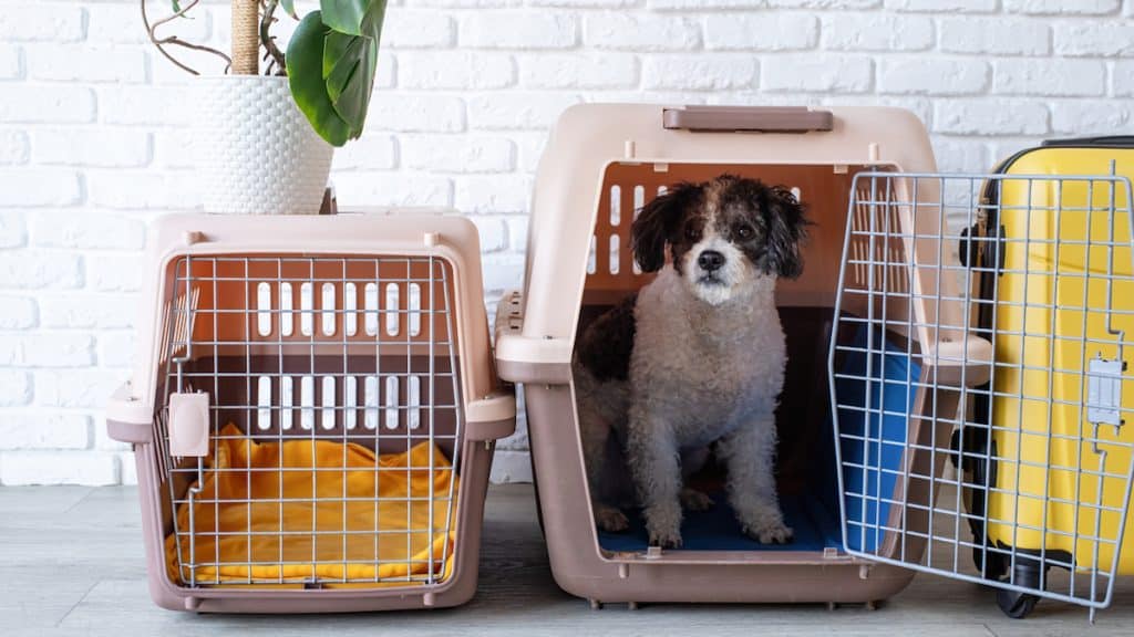 Illustration of Crate Tissue Treatment For Small Breeds