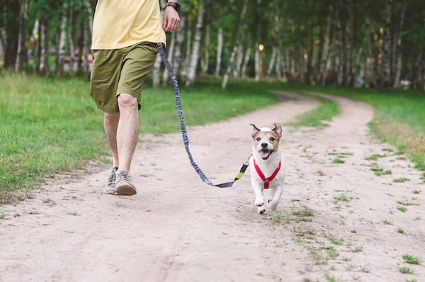 Dog running on hands-free bungee leash with owner in park