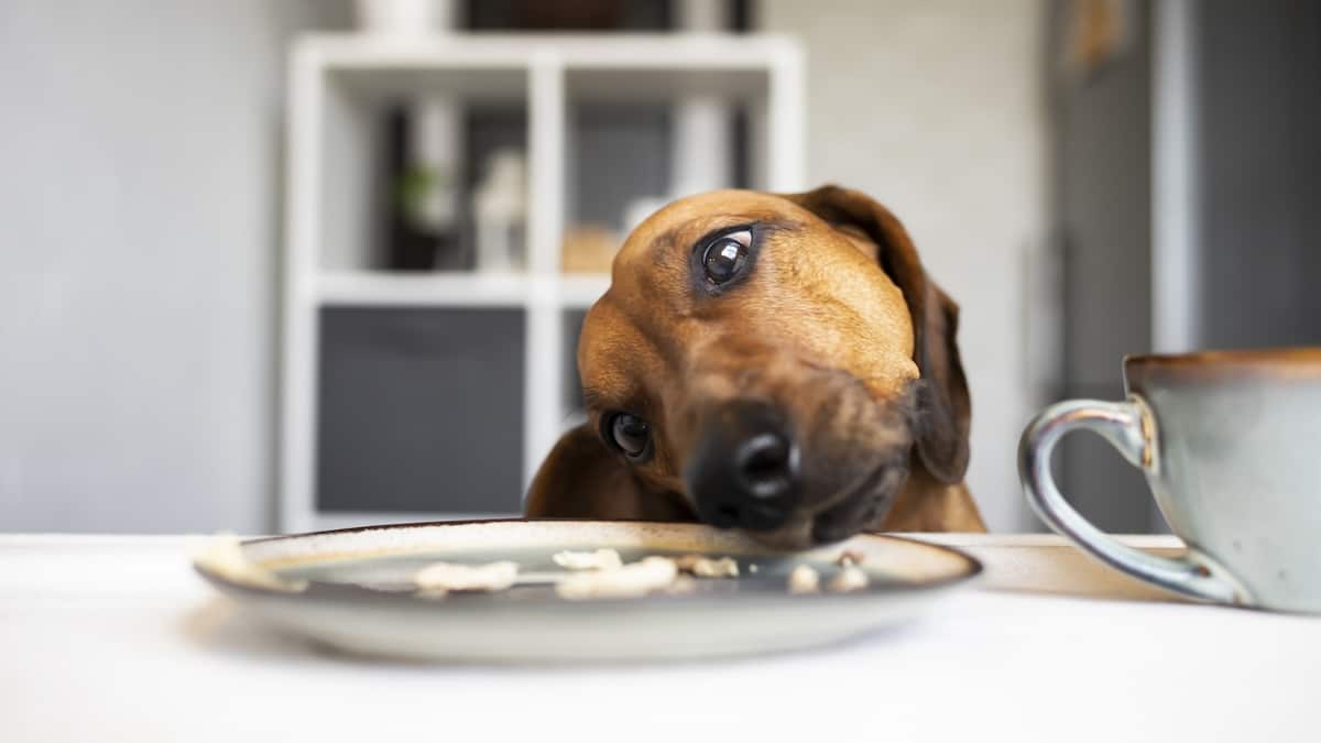 Funny dachshund dog eats from a plate on the kitchen table while no one sees