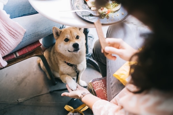 Shiba Inu dog offers owner paw under restaurant table