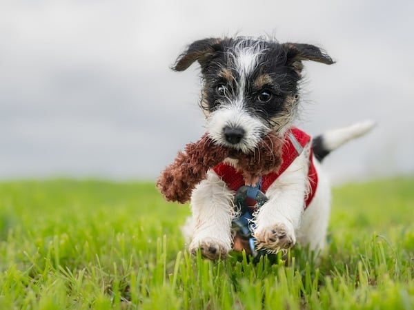 Jack Russell Terrier puppy runs across a green meadow with a toy in its mouth. Dog is 8 weeks old