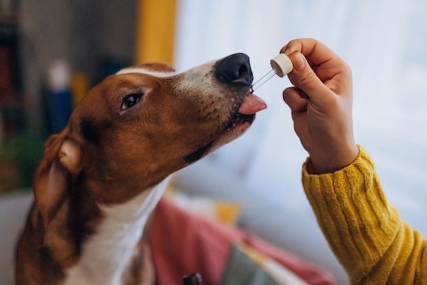 Dog receives liquid medication from an eye dropper