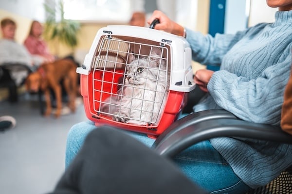 Cat in carrier sitting on woman's lap