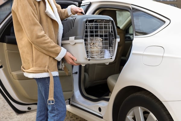 Person putting cat in carrier in car