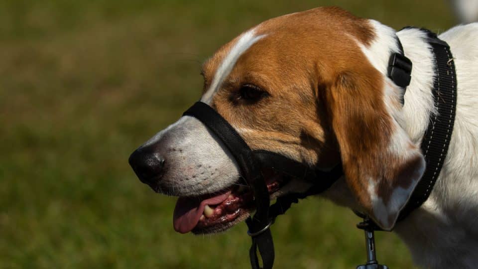 An English hound wearing a loose head collar