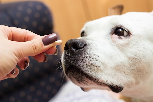 Pet parent giving dog a pill
