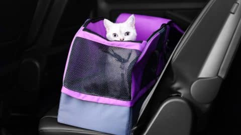 Cute white British Shorthair cat inside pet carrier in car