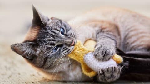 A funny cat holding a catnip banana toy and biting it