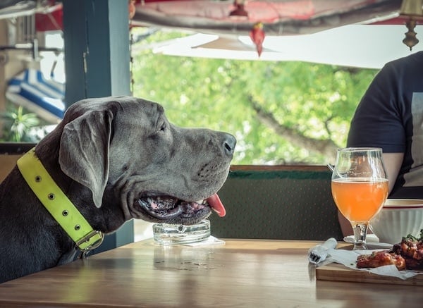 Great Dane dog sitting at restaurant table