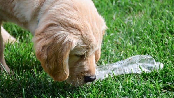 Labrador retriever puppy picking up plastic bottle on green grass