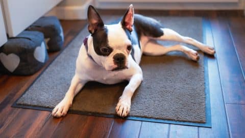 Boston Terrier dog lying down on a door mat on a wooden floor. Her front legs are stretched out in front of her. Her back legs are to the side. She looks relaxed.