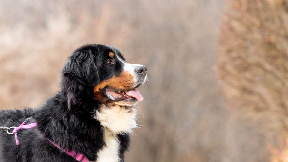 Profile of a Bernese Mountain Dog wearing a harness