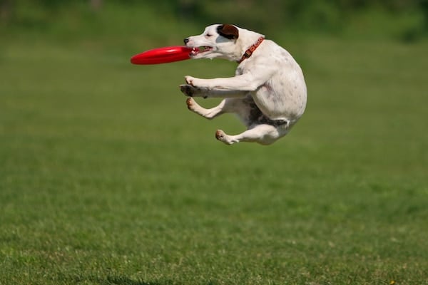 Jack Russel Terrier during a funny frisbee catch...