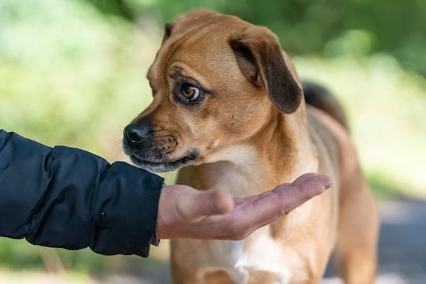 A portrait of an adorable American Staffordshire Terrier sniffing his owner's hand