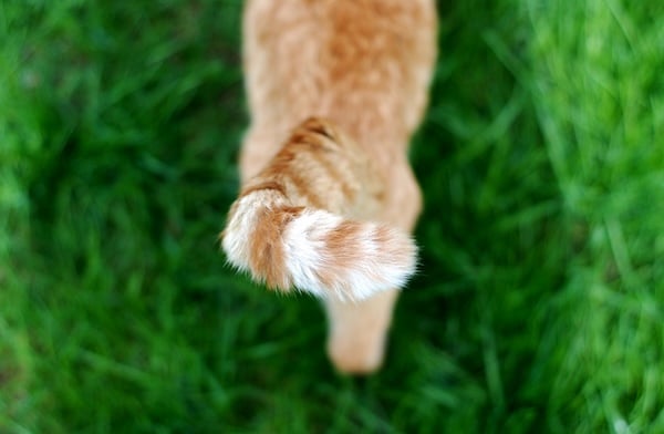 Cat tail close up