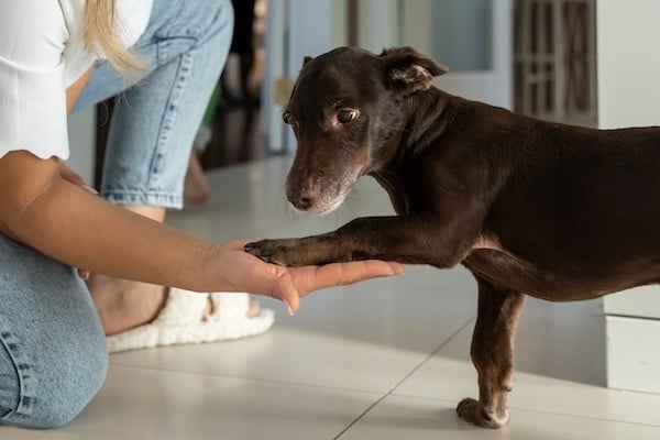 Young Dachshund gives paw to person in home