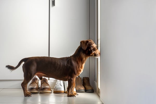 Dachshund waiting at door for owner