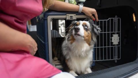 Dog in travel crate in car
