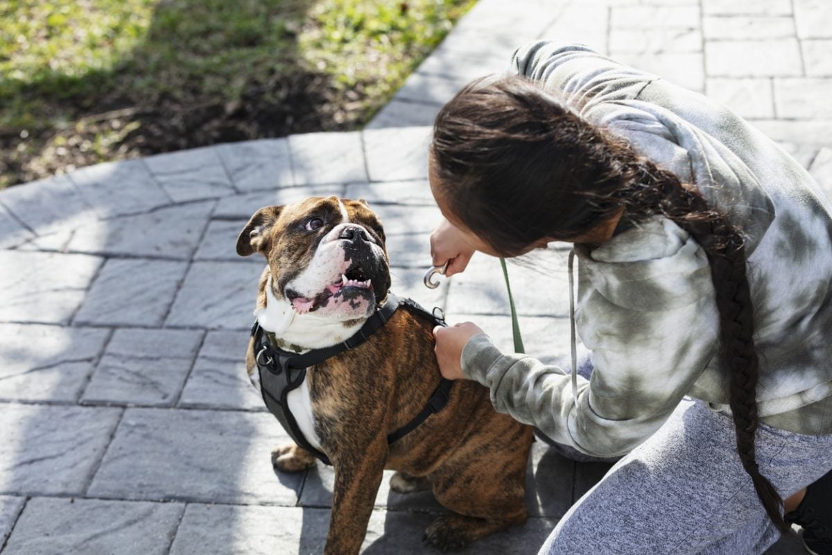 A young Asian woman in her 20s getting ready to take her dog on a walk, attaching a leash to his harness. The focus is on the English bulldog's face looking affectionately at his owner.