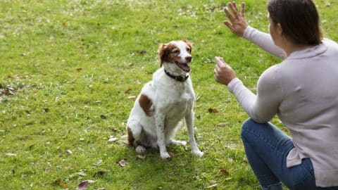 A woman holding up a dog treat and giving a hand signal to her English Springer Spaniel to stay in the sitting position.