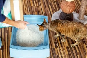 Curious Devon Rex cat looking at the litter preparation