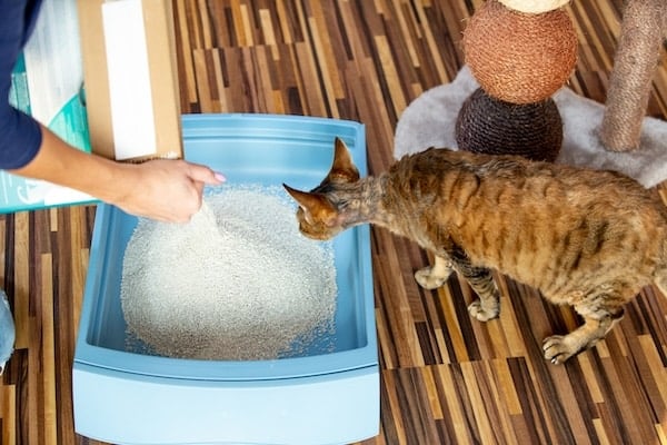Curious Devon Rex cat looking at the litter preparation