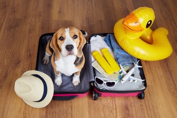 A beagle dog in in a suitcase with things and accessories for a trip