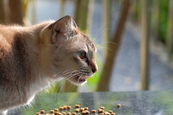 A Singapura cat snacks on dry kibble on a table
