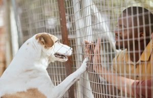 Volunteer peers into kennel at shelter to look at happy dog