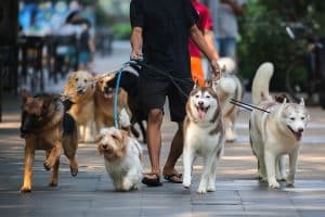 Person walking multiple dogs of different sizes on the street
