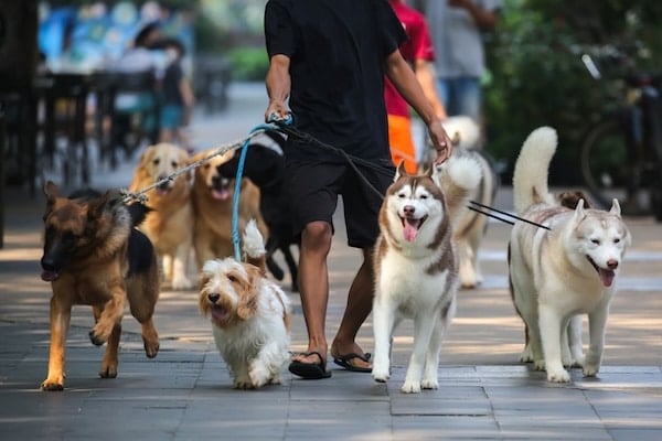 Person walking multiple dogs of different sizes on the street