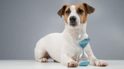 Jack Russell Terrier dog lies next to an hourglass on a gray background