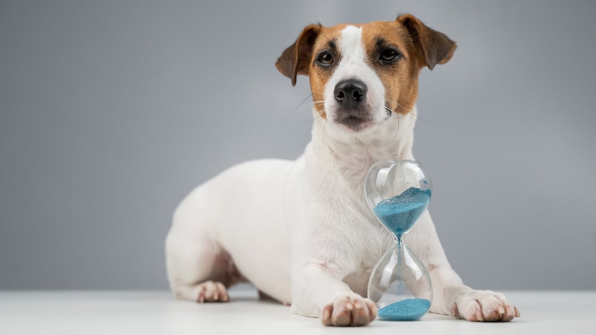 When Should You Get Pet Insurance